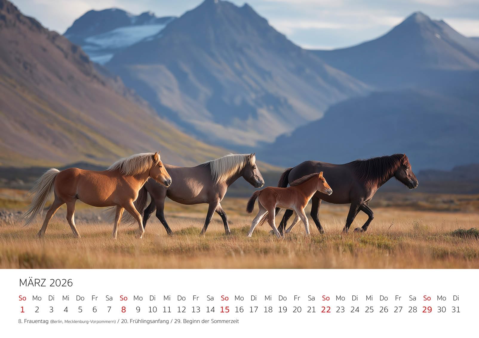 Edition Seidel Premium Kalender Wild und frei Islandpferde 2026 Format DIN A3 Wandkalender Pferdekalender Isländer Island Tiere Pony Stute Hengst Fohlen