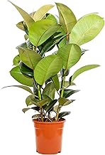 Bonplants Ficus Elastica, Elegante Pianta Vera, Fico del Caucciù, Vaso 21 cm (Robusta Vaso da Vivaio)