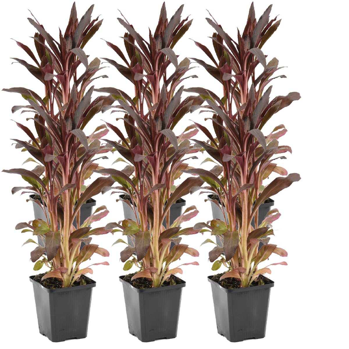 Bloomique Lobelia Queen Victoria 6er Set Winterhart Teichpflanzen Höhe 10-20 cm