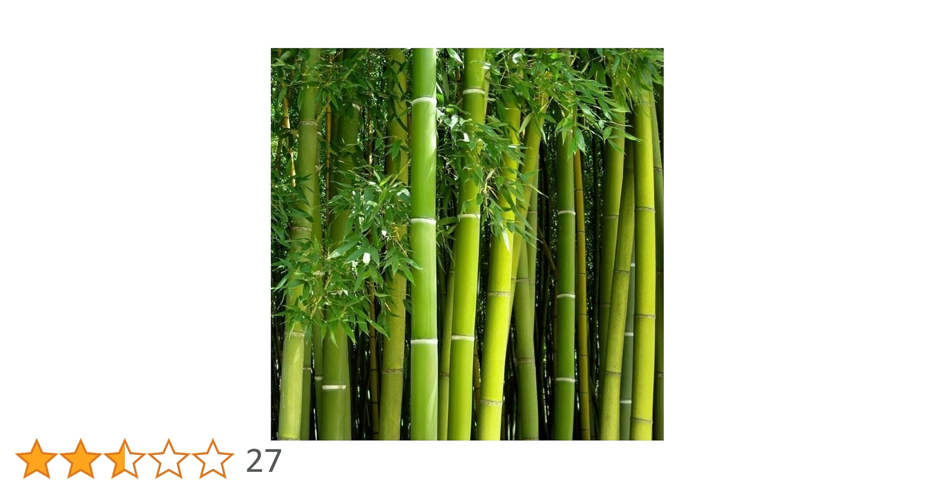 Amazon.co.jp: 500個以上の巨大な竹の種 エキゾチックで成長の早い巨大