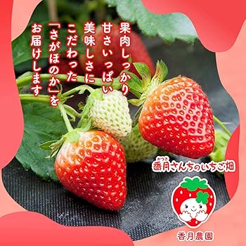CHOCO　 香甜ないちご　LABUBU　ふわふわ 000000000095-01-l.jpg?t=