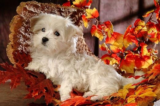 Amazon マルタのかわいい犬の壁紙 動物の壁紙 キャンバス ステッカー 印刷 壁紙ポスター はがせるシール式 写真 特大 絵画 壁飾り60cmx40cm ウォールステッカー オンライン通販
