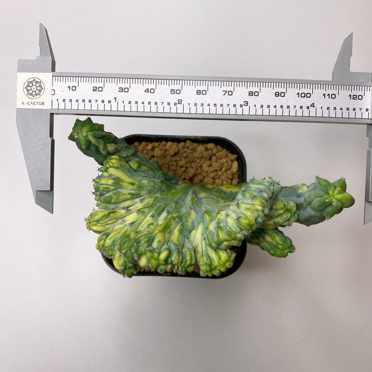 Amazon.co.jp: レア！多肉植物 サボテン トリコセレウス パチャノイ