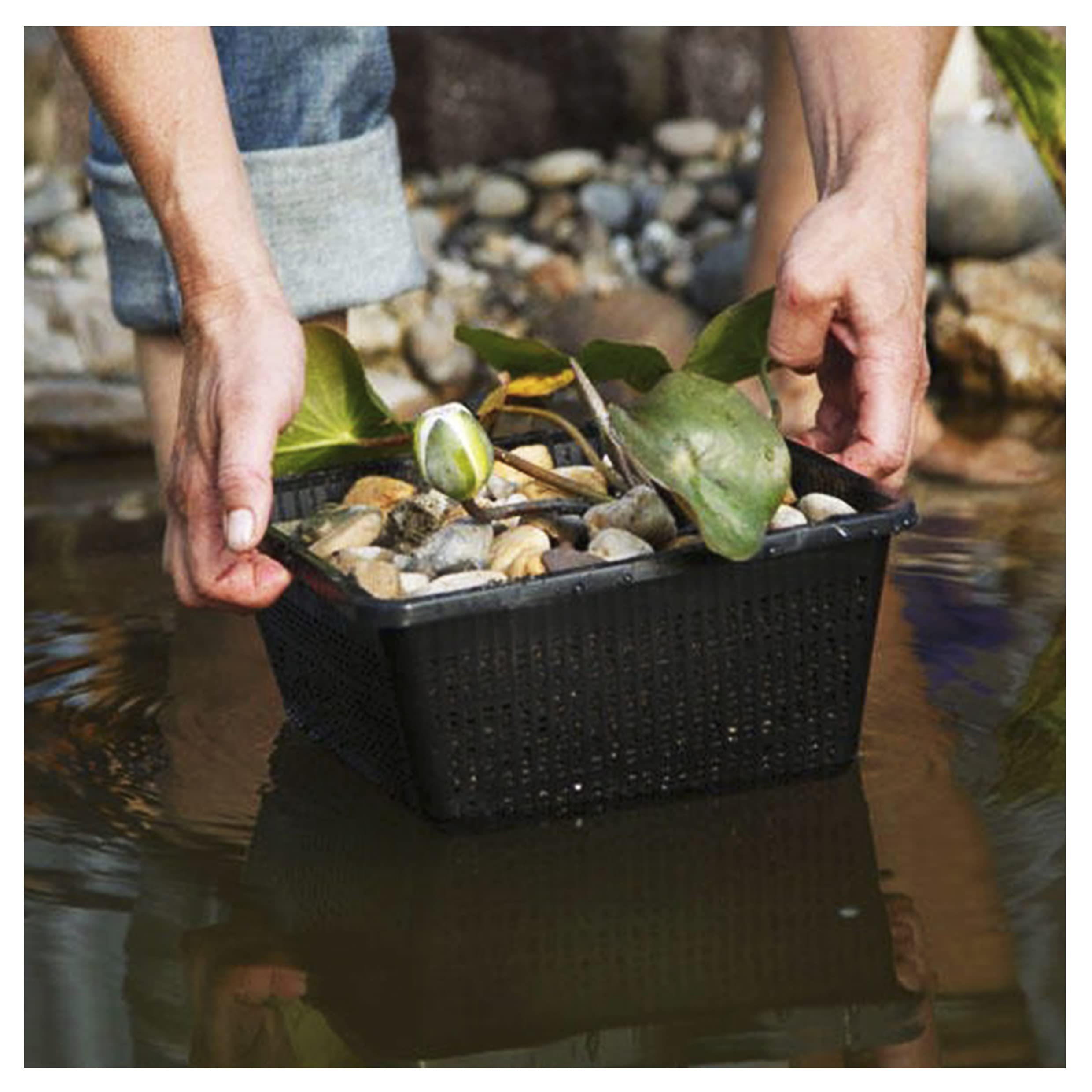 Echte Seerosen Winterhart im bunten Mix Teich Pflanzen, Aquarium Pflanzen Teichpflanzen im Pflanzkorb Wasserpflanzen Seerose Nymphaeae Anzuchtset Teichpflanzen winterhart (1 Seerose weiß)
