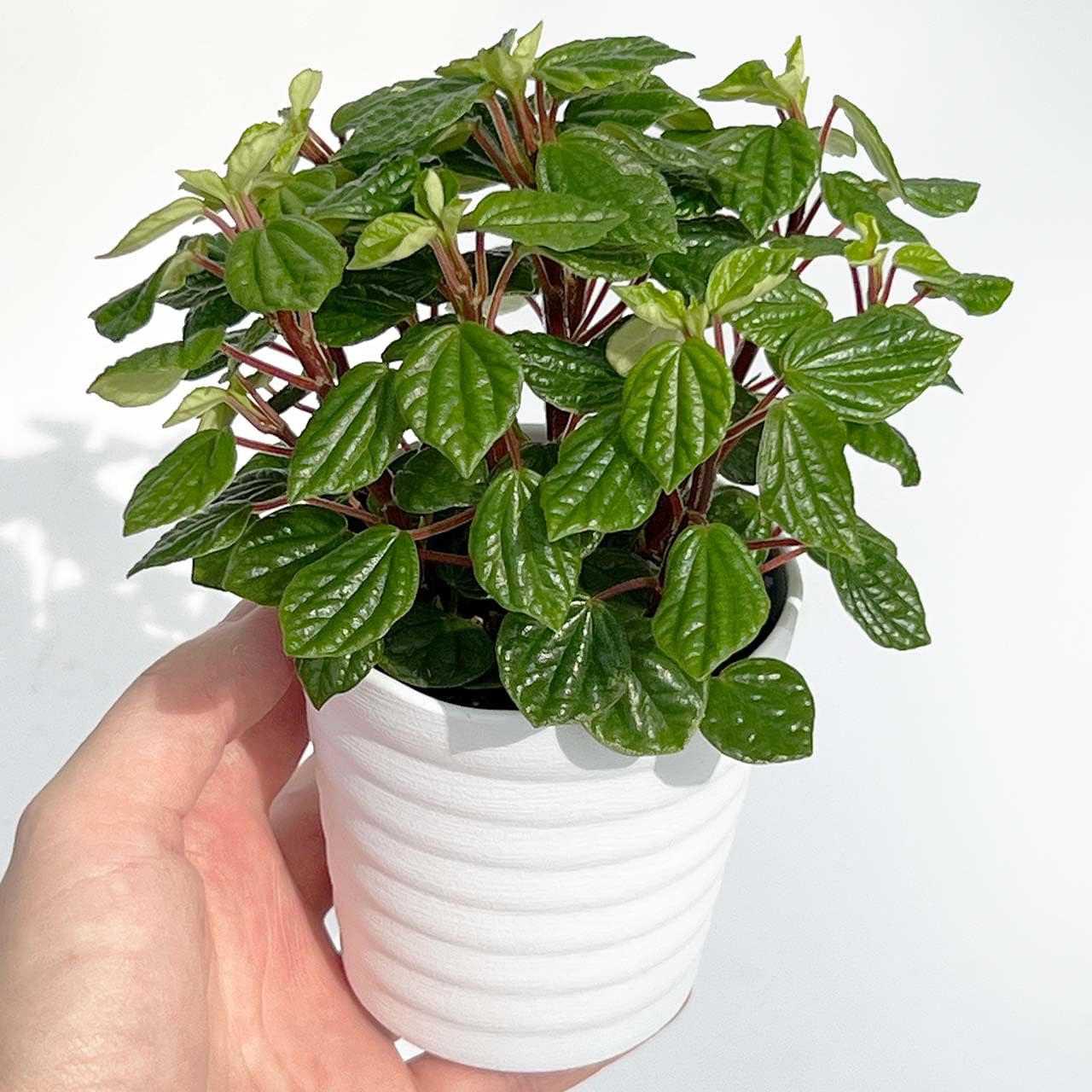 Amazon｜inakougei（イナコウゲイ） 観葉植物 おしゃれ 小さめ ミニ