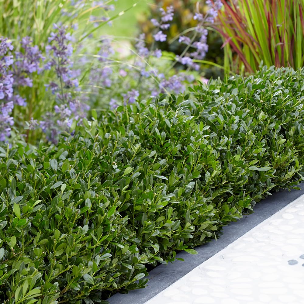 YouGarden Ilex crenata 'Luxus', Evergreen Box Hedge Alternative, 24 x 9cm Pots, Compact Hardy Disease Resistant