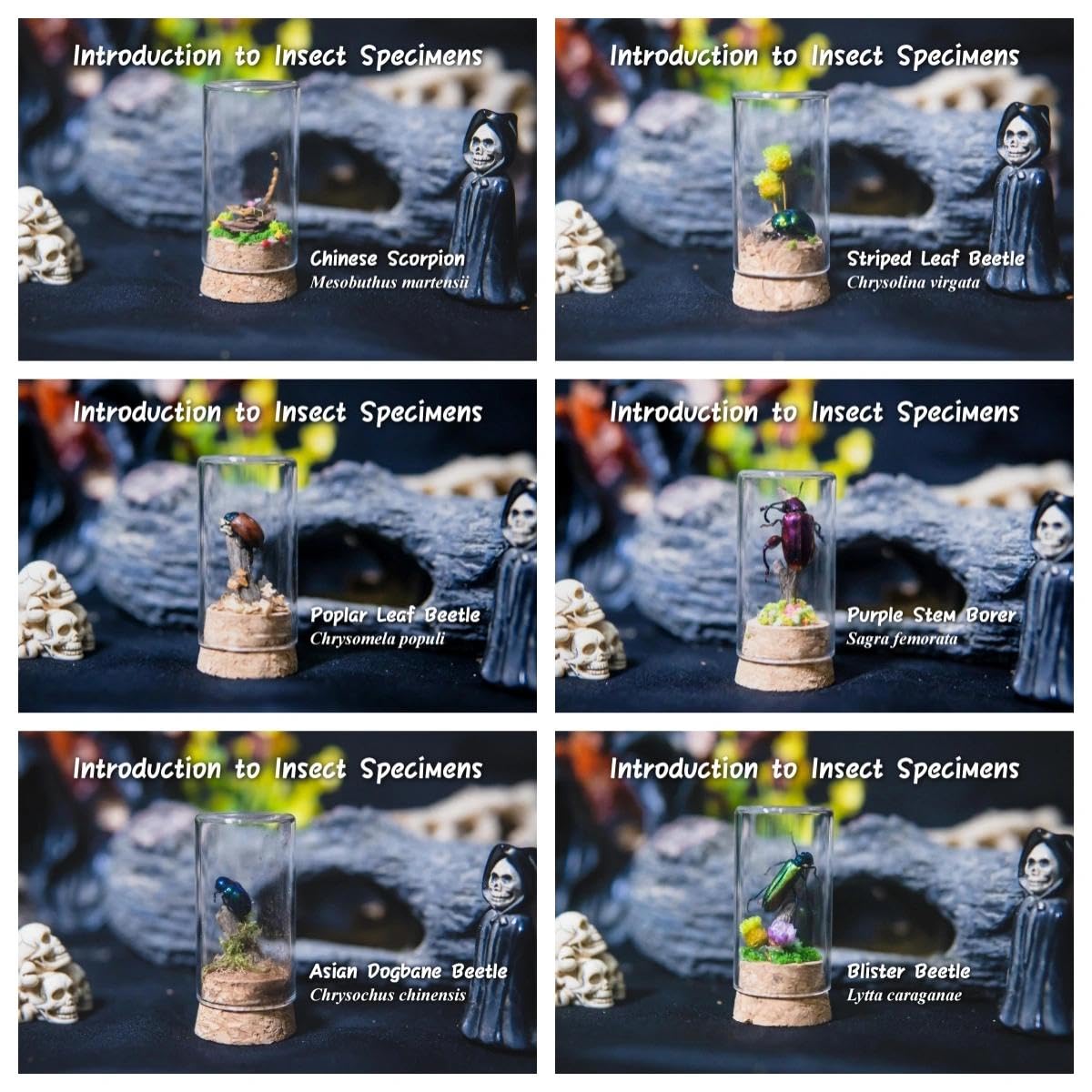 6 Pcs Handmade Mini Real Insect Specimens, Detachable Glass Cover Beetle Living Scene Specimen Gift Box - Ideal for Insect Enthusiasts, Gothic Decoration, Halloween & Christmas Gifts