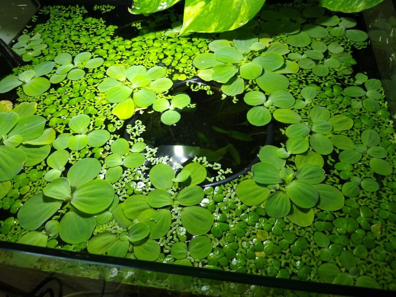 Natural Bio Filtration Floating Duckweed Live Plant for Fish Tank Cover & Algae Control with Rapid Spreading Green Aquatic Foliage & Pure Root System (250+ Healthy Seeds)-image-32