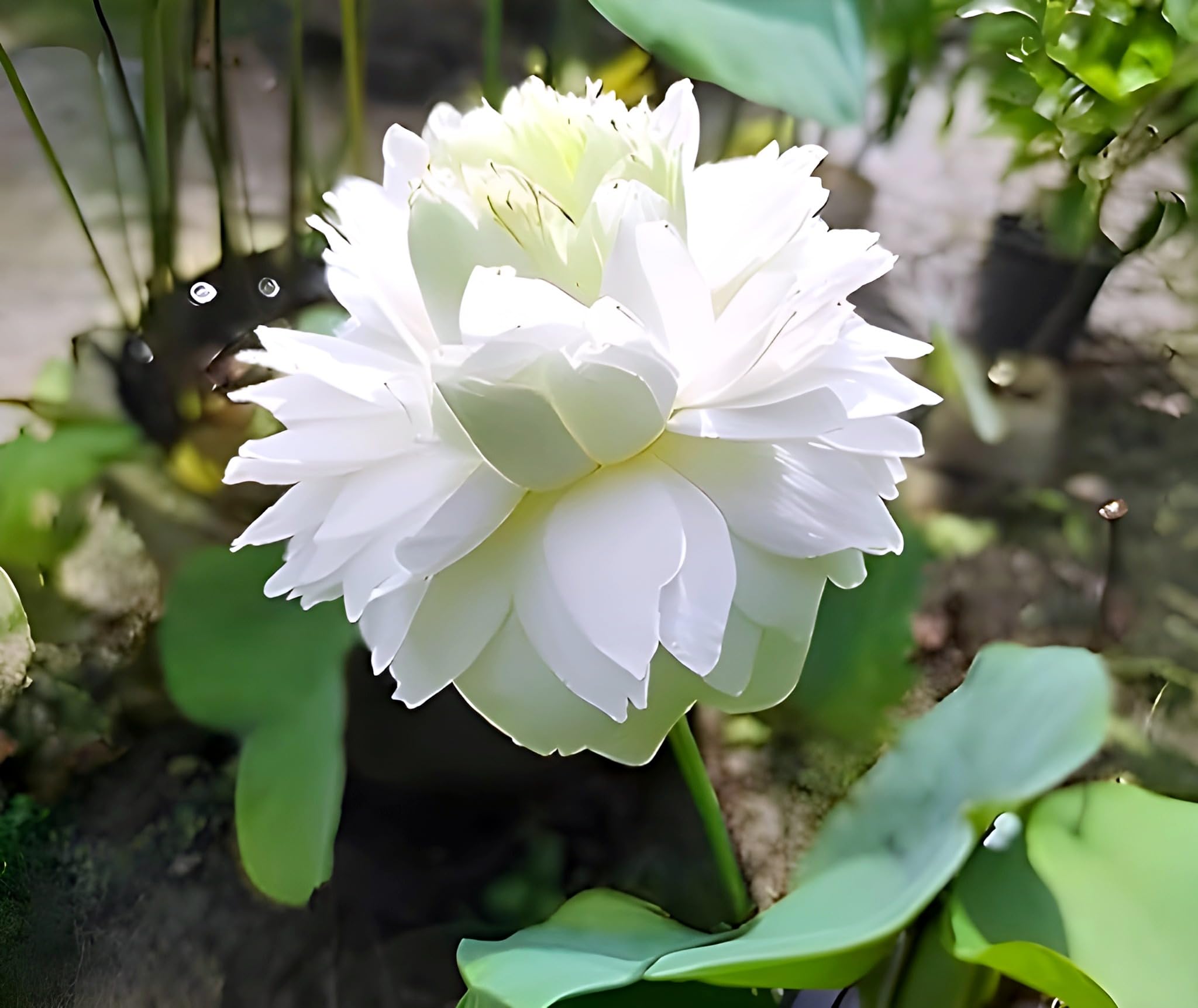 Rishika Plant House-Hybrid All Season Rare Water Lily White Lotus Live Plant (TUBER Root) Orginal Variety Guarante Blooming With in 35 Days For Outdoor...
