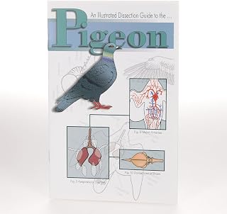 Ranaco W496912 Dissection Guide to T, Grade: 1 to 12, 0.25" Height, 5.37" Wide, 8.3699999999999992" Length