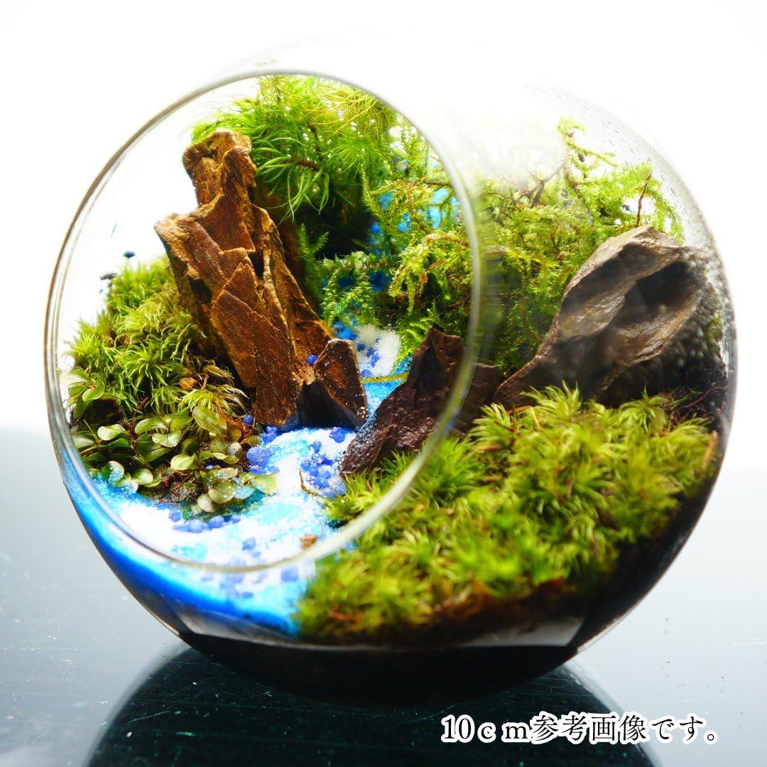 Amazon｜【苔庵介る】 苔テラリウム 完成品 8cm 斜口ボトル 青砂 川の