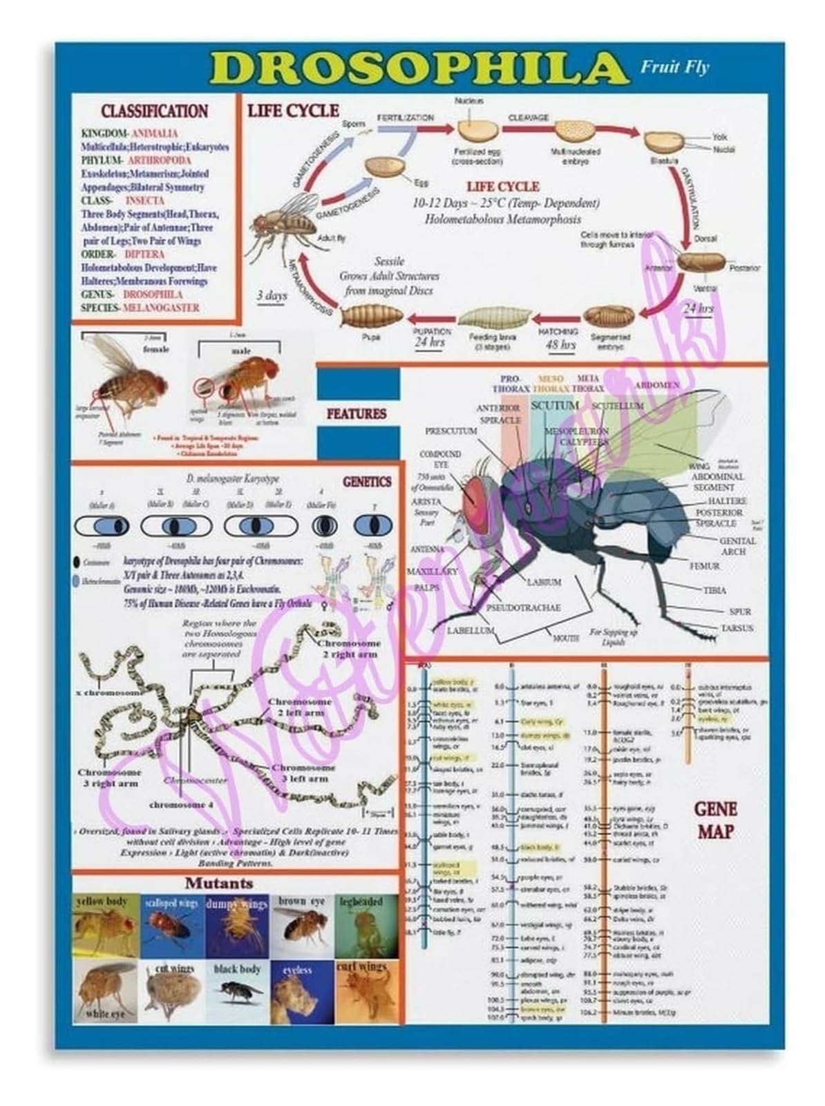 IDGTTLDF Genetics Biology Poster Fruit Fly Drosophila Science Classroom Decor Educational Chart for University Teaching Framed,16x24inch(40x60cm)