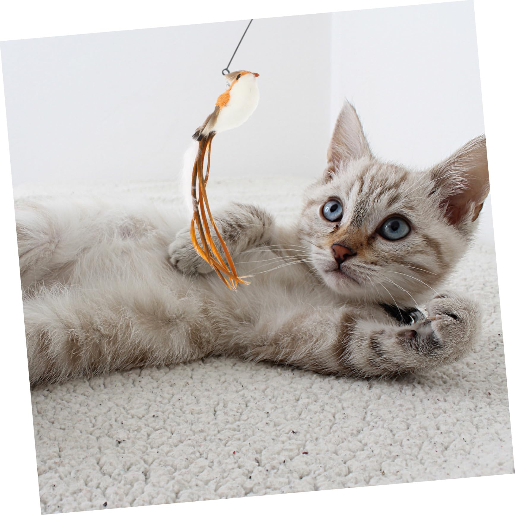 Kisangel 5sätze Katzenspielzeug Federn Interaktive Spielzeuge Für Katzen Teiliges Für Indoor-Spiel Inklusive Ersatzfedern Für Spielstab Leicht Und Langlebig Für Katzenaktivität