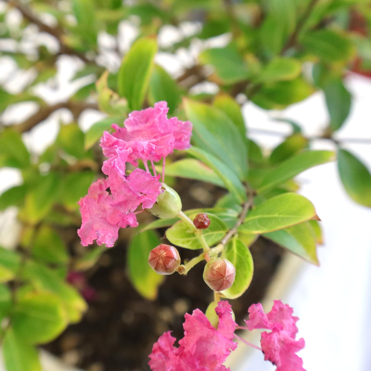 KENTIS - Bonsai di Lagerstroemia Indica Vero - Mirto Crespo - Pianta da Esterno - Balcone Terrazzo Giardino - Vaso in Ceramica 21 cm