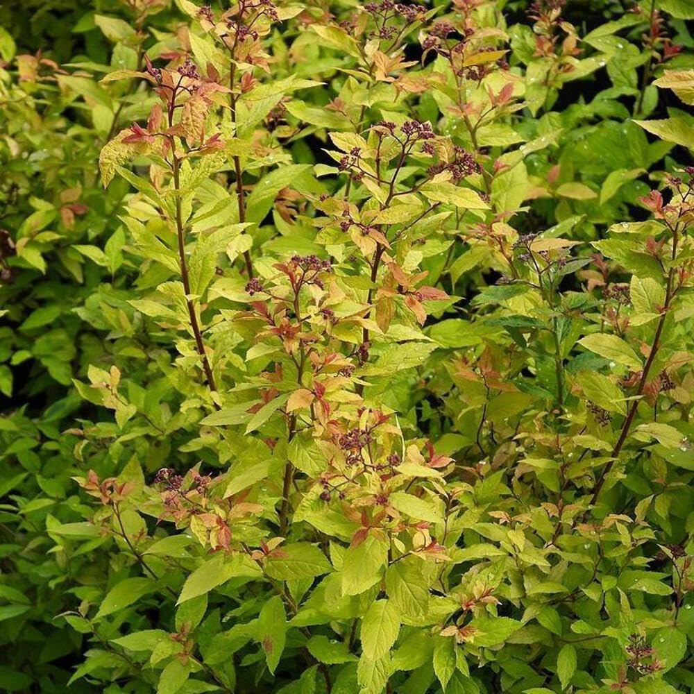 Spirea Goldflame (3 Gallon)