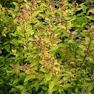 Goldflame Spirea Shrub, Pink Flowering Plant (3 Gallon)