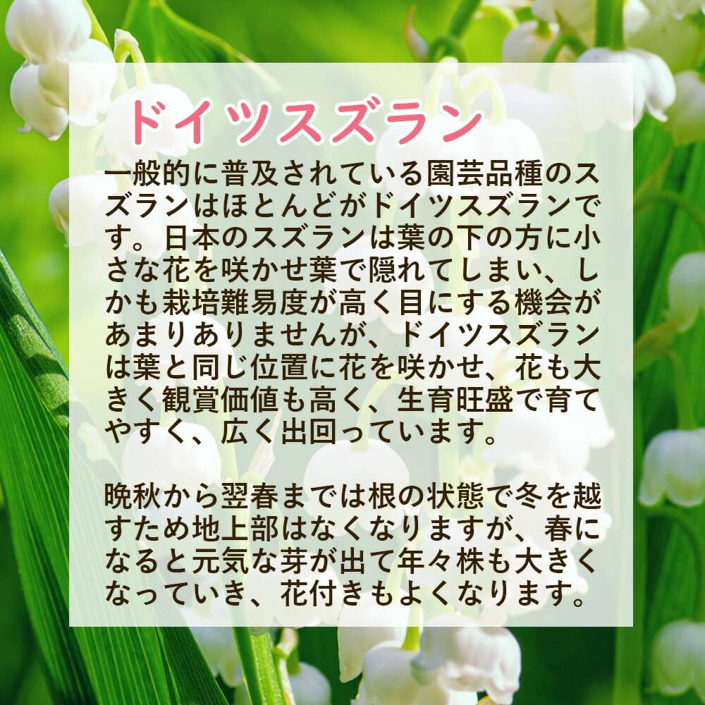 Amazon.co.jp: 「 ドイツスズラン ピンク ポット苗 5株 」苗