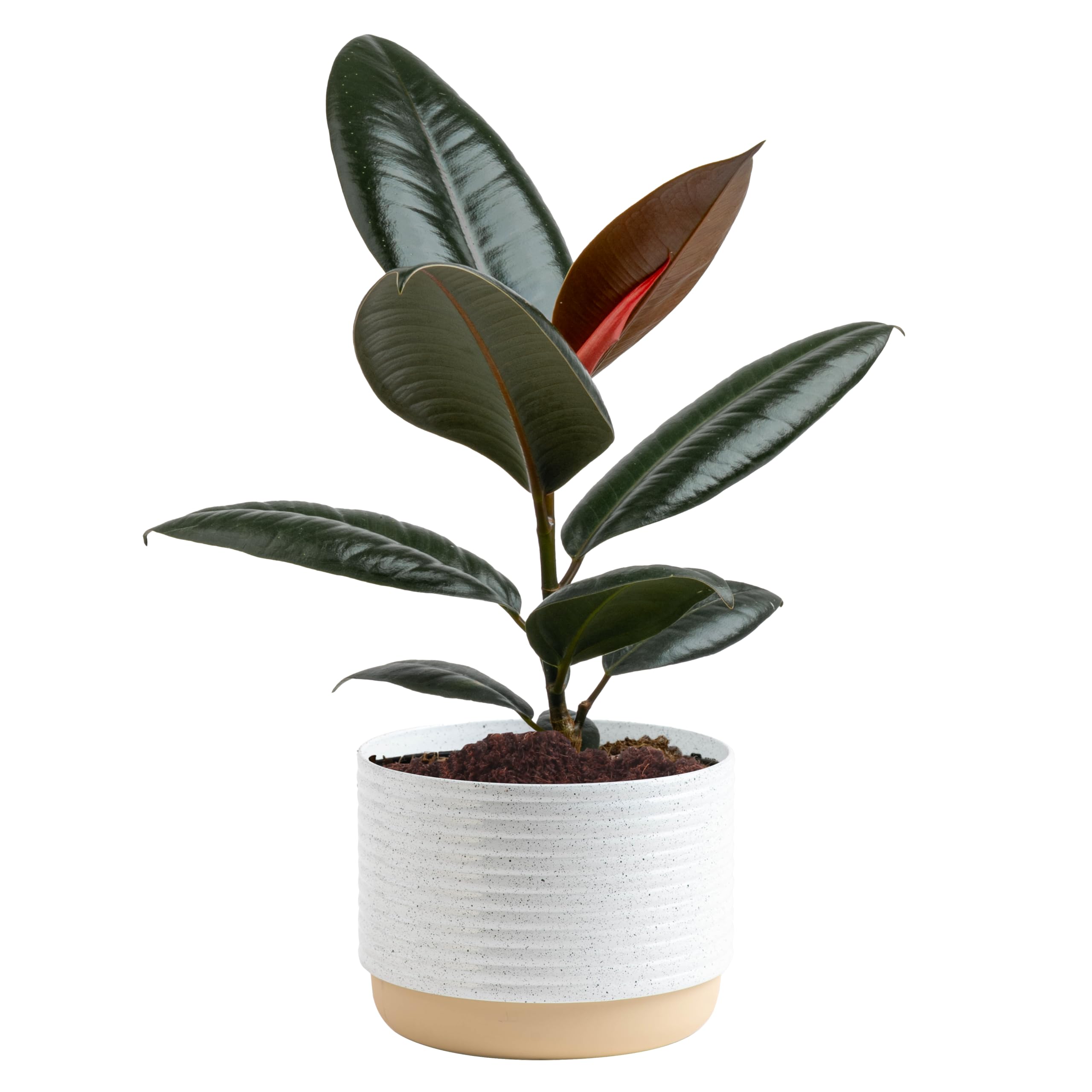 Costa Farms Rubber Plant, Live Indoor Plant, Easy Care, Home Decor