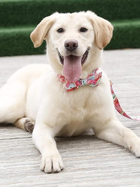 Foto 6 de 7 de Unique Style Paws Collar para perros, pajarita ajustable, collares o correas para perros y gatos, pequeño