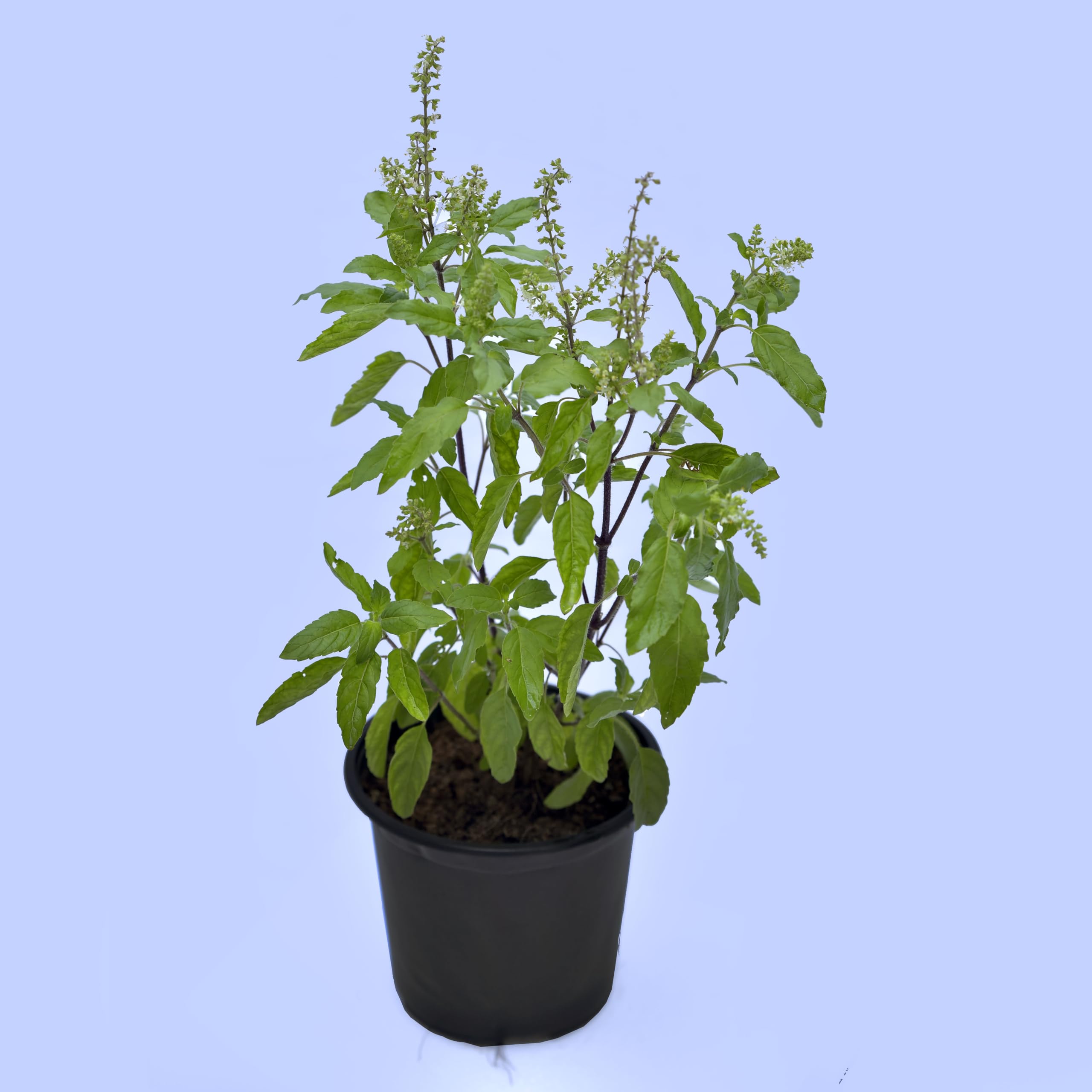 Basil Holy Plant with Pot I Tulsi Plant with Pot | Ocimum Tenuiflorum | Tulsi Basil Plant with Pot I High Yielding Easy to Grow