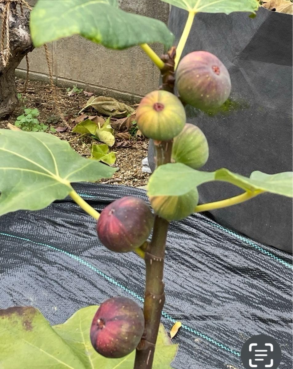 幸山窯 花柄四角鉢 5個セット 陶器 錦花鳥小鉢5客 昭和 レトロ 幸山窯