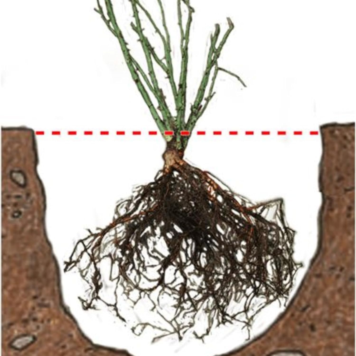 Rosenrhizom, Überraschend wachsend, Kein Gießen erforderlich, Geeignet für Frühling und Herbst, Gartenschau, Pflegeleicht-5 Wurzeln-F