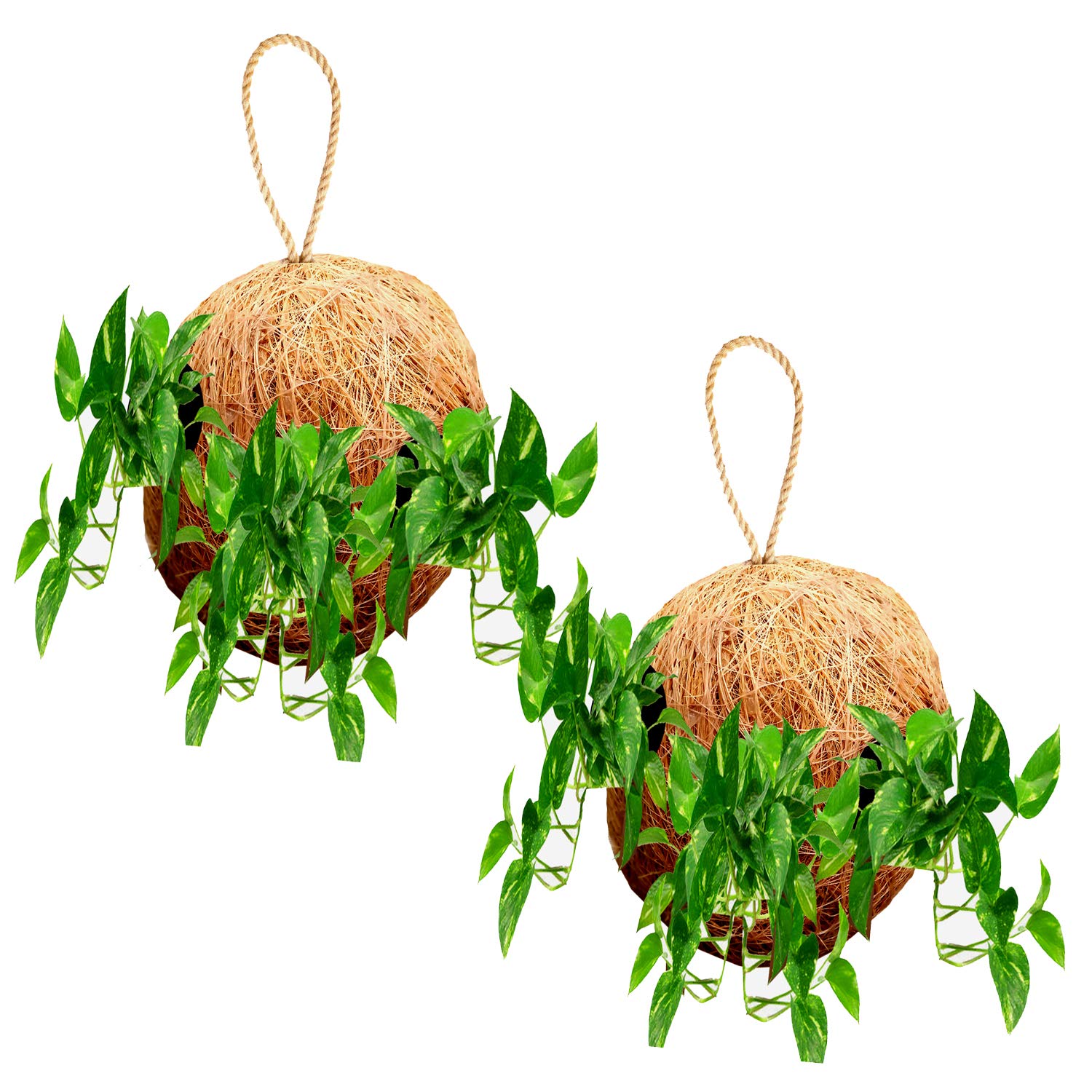 LIVEONCE Round Ball Coir Made Planter Hanging Set of 2 Used AS Railing planters,Hanging planters,Poly Grow Bags,Plant Stands,Plastic pots,Desk pots,Clay pots,Ceramic pots (B0861HYSPD) Amazon Price History, Amazon Price Tracker