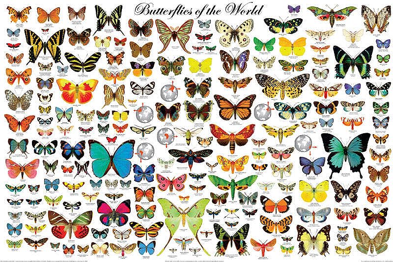 Yelaceccb The Butterflies Of The World Laminated Educational Science Chart Poster Wall Art Decor Metal Sign Poster 8X12 Inches