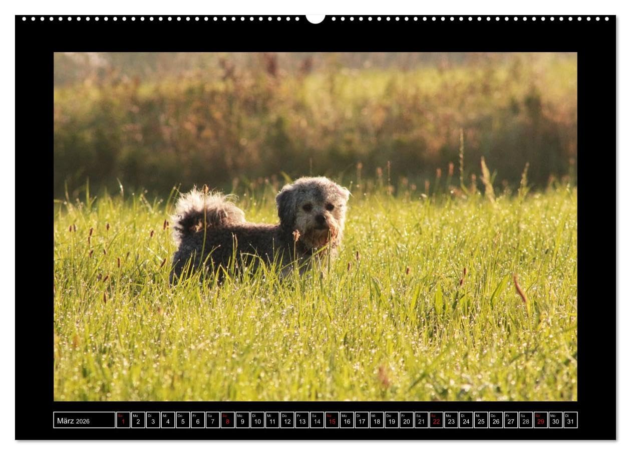 Bolonka 2026 (hochwertiger Premium Wandkalender 2026 DIN A2 quer), Kunstdruck in Hochglanz: Ein Wandkalender nicht nur für Bolonka - Liebhaber (CALVENDO Tiere)