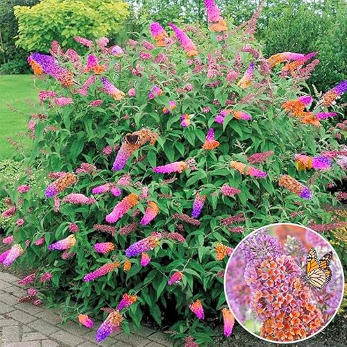 350+ Mix Butterfly Bush Seeds -Perennial Ornamental Shrub Seeds, Drought-Tolerant & Low Maintenance, Ideal for Outdoor Gardens & Pollinator