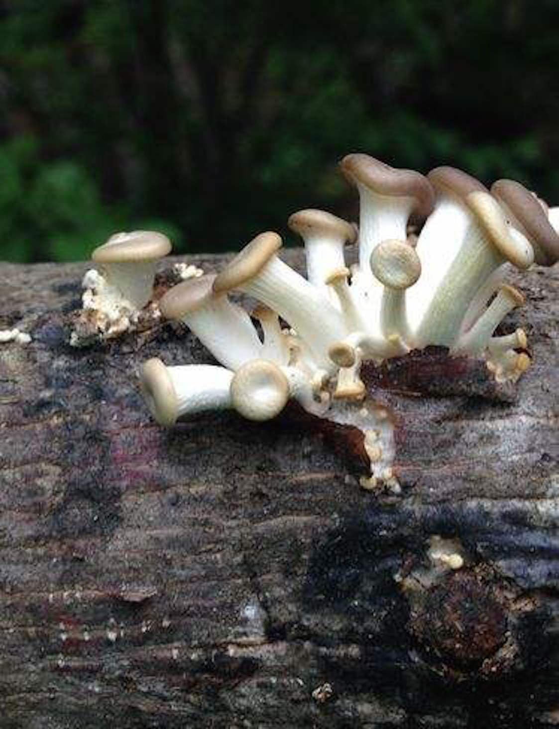 2funguys Oyster Mushroom Plug Spawn Starter Kit - Grow Mushrooms at Home