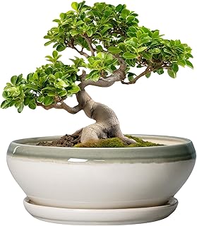 SQOWL Bonsai Pots Ceramic - 10 Inch Succulent Planters for Indoor Plants...