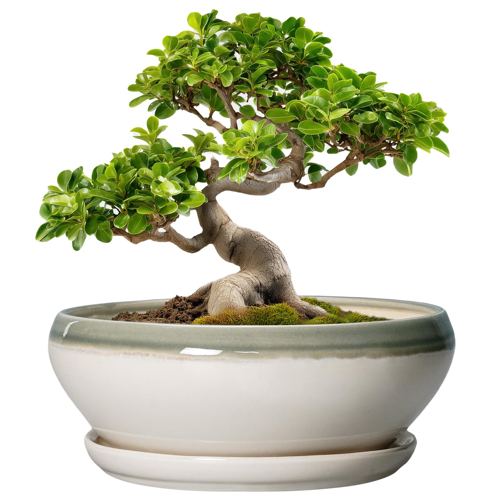 SQOWL Bonsai-Töpfe aus Keramik, 25,4 cm, Sukkulenten-Pflanzgefäße für Zimmerpflanzen, Outdoor, Flacher runder Übertopf mit Ablaufloch und Untersetzer, Keramik-Pflanzschale, Bürodekoration, Geschenke