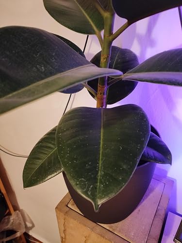 monstera adansonii gondozsa Monstera Adansonii  Dutch Growers Regina