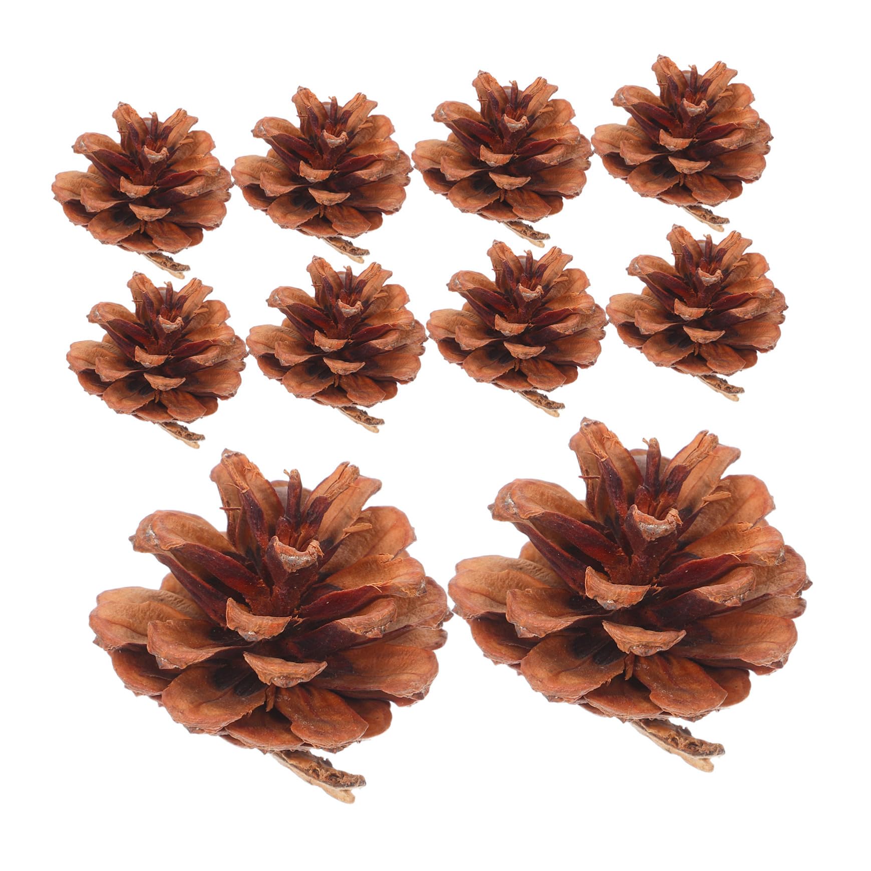 Mini pommes de pin naturelles souvenir de forêt pour table de mariage