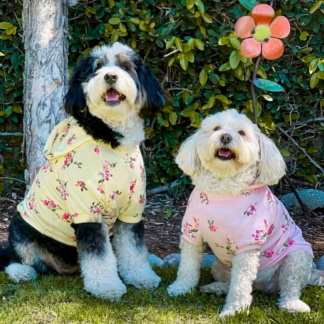 Blueberry Pet Floral Rose Print Pullover Sweatshirt for Dogs, 22 inch Back Length, Lightweight Spring Outfit in Baby Pink