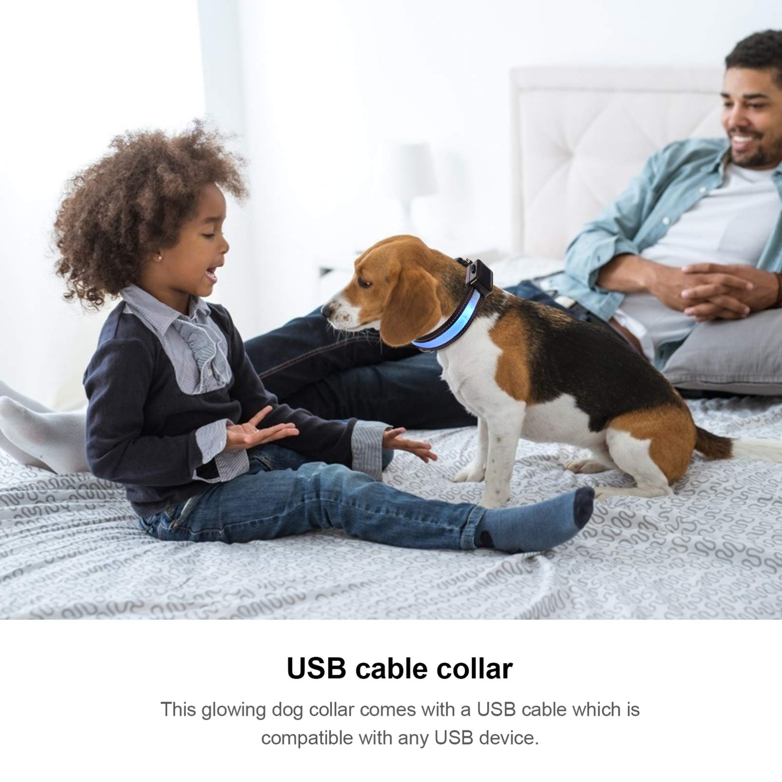 FRCOLOR 3 Ensembles Collier Lumineux pour Animaux De Compagnie Lumière Menée De Chien Animal De Compagnie Embrasé Nouveaux pour La Maison Câble Réseau en Nylon Briller Corde De Cou