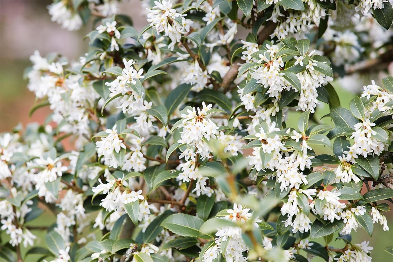 Osmanthus burkwoodii 6080 cm Duftblüte, weiße Blüten, Blütezeit