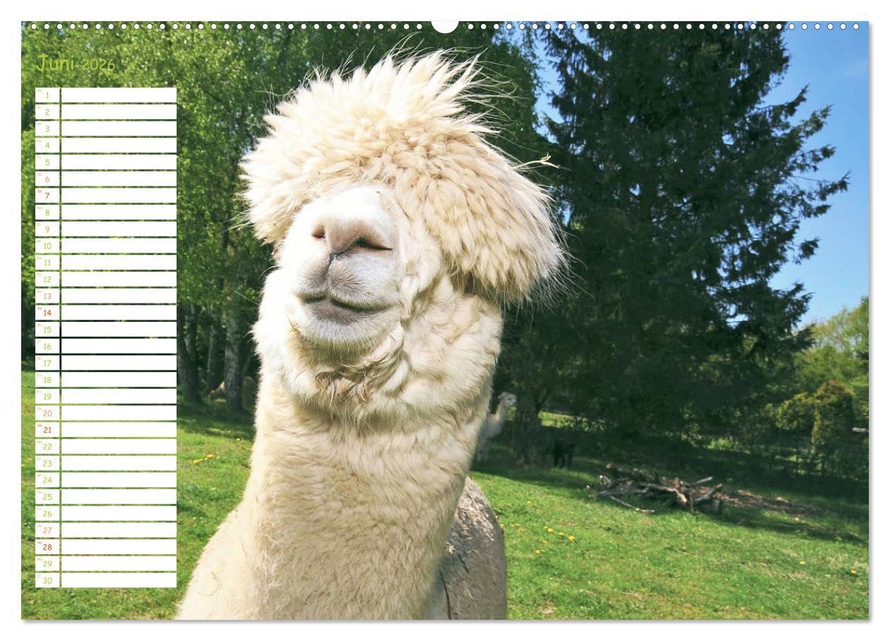 Alpakas: Wollige Kleinkamele aus Südamerika - Edition lustige Tiere (hochwertiger Premium Wandkalender 2026 DIN A2 quer), Kunstdruck in Hochglanz: ... Wuschelköpfe aus den Anden (CALVENDO Tiere)