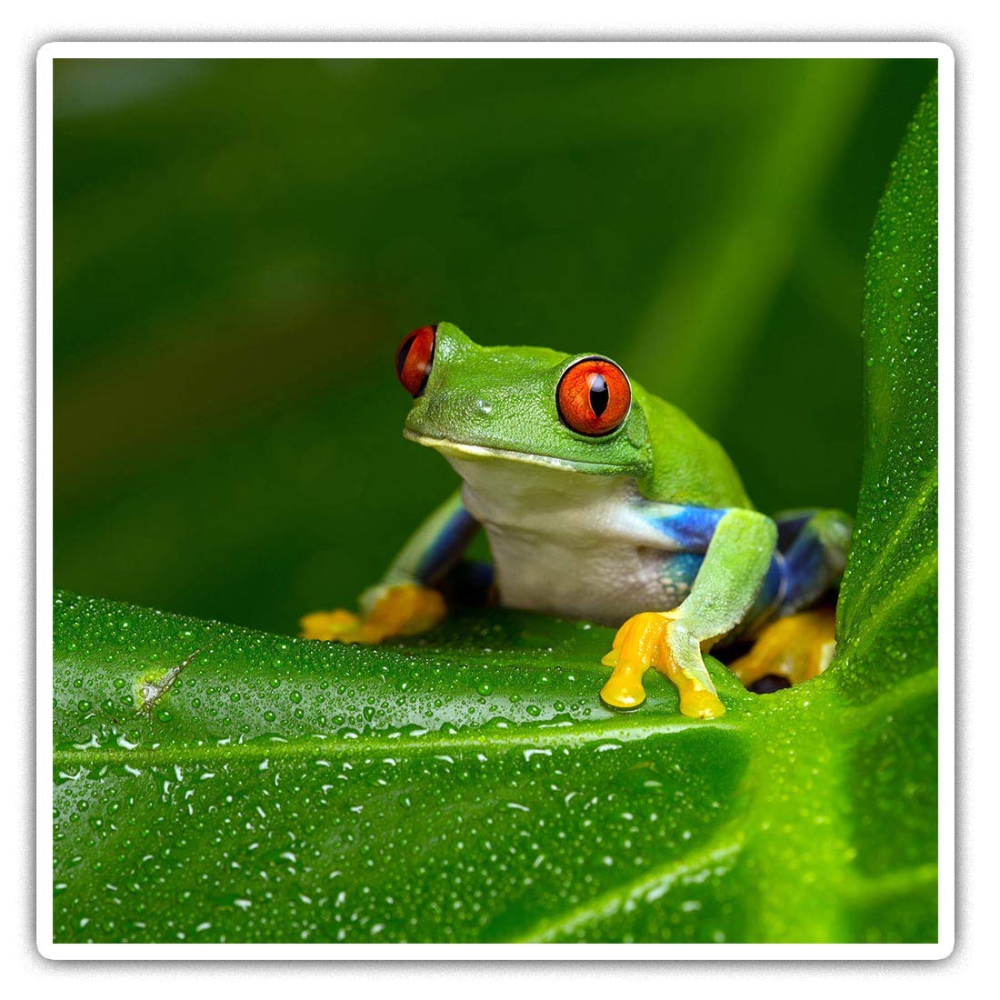 Destination Vinyl Ltd Multi Square Stickers (Set Of 2) 10Cm - Red Eyed Amazon Tree Frog Laptop Tablet Luggage Scrapbook #46240
