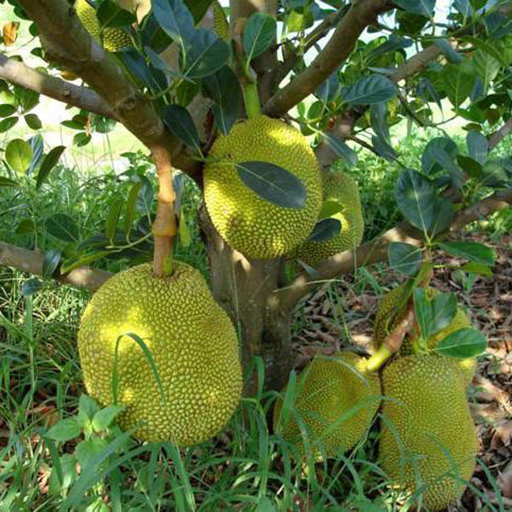 obiqngwi 5Pcs Organic Fresh Giant Jack Fruit Seeds Delicious Tropical Tree Garden Yard Plant Miracle Fruit Bonsai Garden - Jack Fruit Seeds