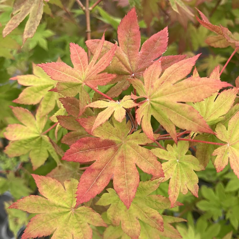 Amazon | コハウチワカエデ 苗木 4号 1鉢 小羽団扇楓 イタヤメイゲツ