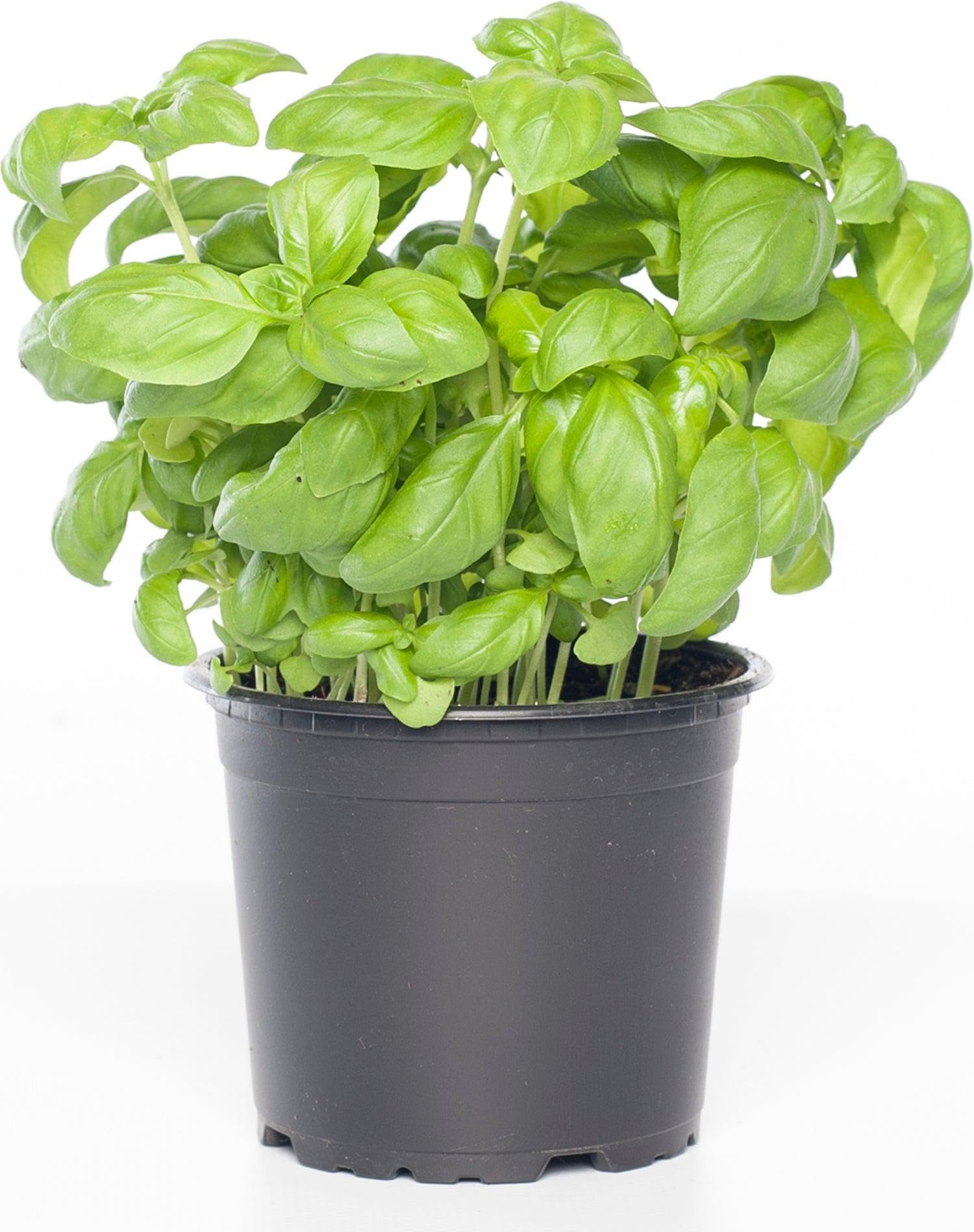 UGAOO BHARAT Sweet Basil Live Plant Aromatic Kitchen Herb | Fresh Aromatic Herb, Home & Kitchen Use, Balcony & Garden, 1 Plant-picture-11