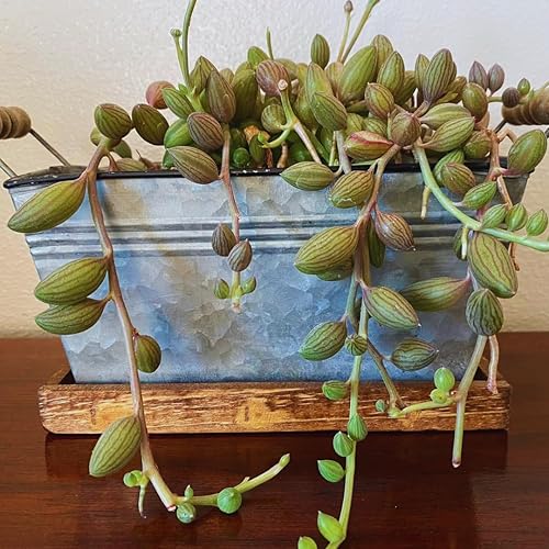 Miniatura 5 de Cadena de perlas abigarradas plantas vivas, suculentas fáciles de arrastrar para interiores en maceta de 4 pulgadas, plantas suculentas colgantes