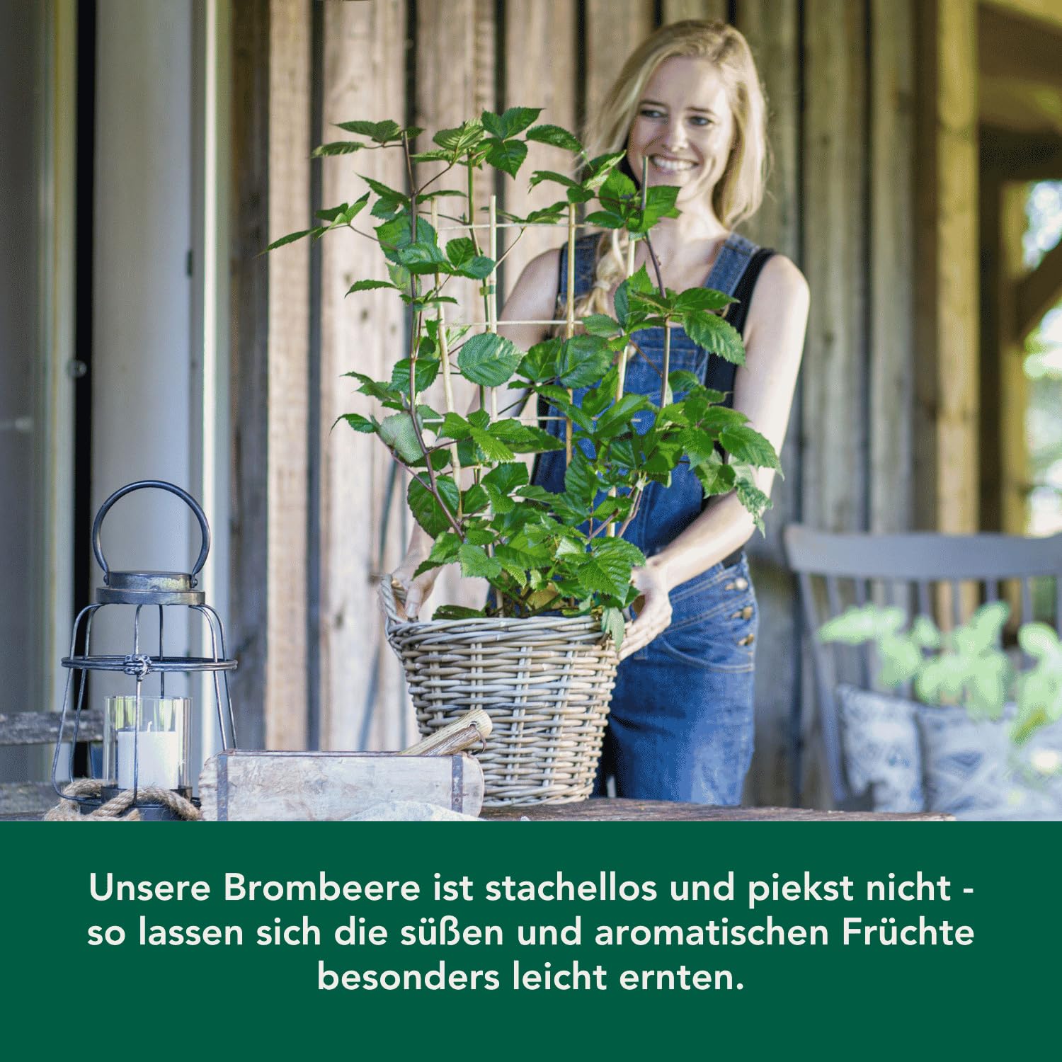 Bloomify® Bio Balkon-Brombeere "Bernd" | 60 bis 80 cm hohe ertragreiche Brombeeren Pflanze | winterhart und pflegeleicht | leckere Früchte für Garten oder Topf | dornenlos