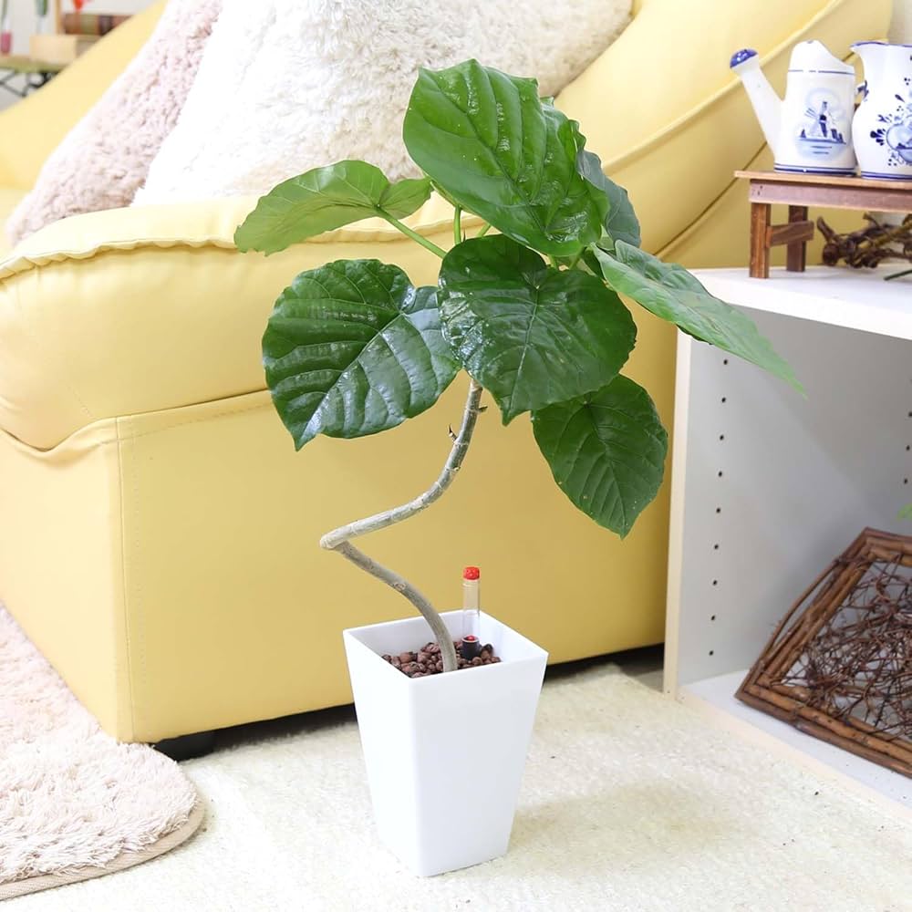 Amazon｜【ブルーミングスケープ】土を使わない観葉植物
