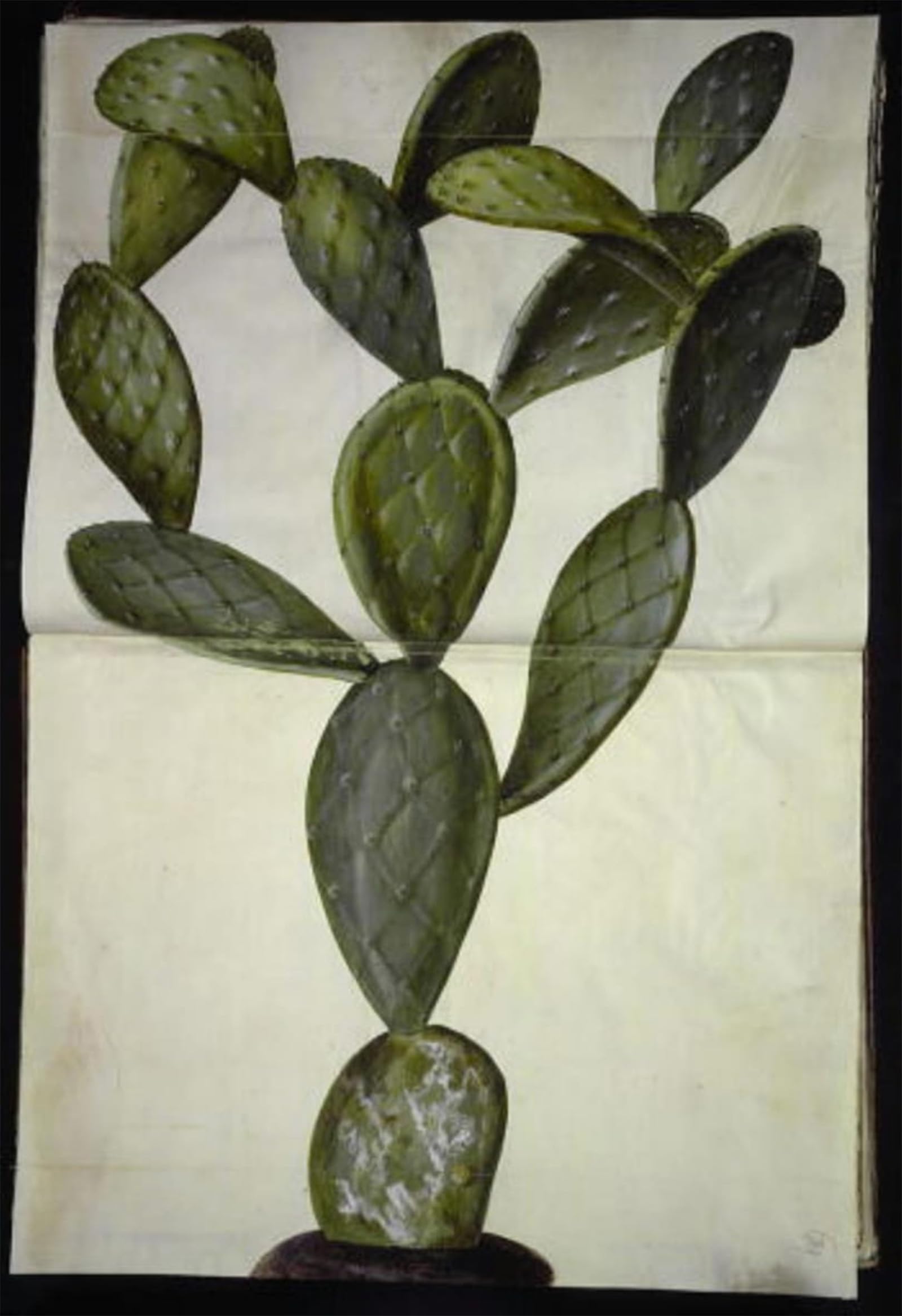 ARTXLXXBN Famous Art Print Poster Vintage Wall Art Opuntia Monacantha by Hans Simon Holtzbecker Canvas Art Poster for Home Decor 60x90cm