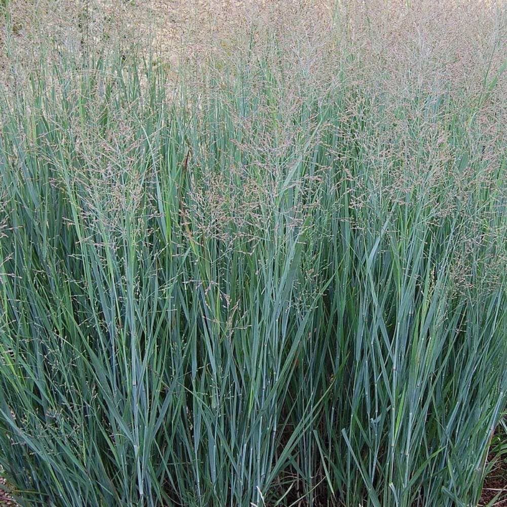 Stauden Gänge 10 x Panicum virgatum 'Heavy Metal' Blaue Rutenhirse | Blaues Ziergras für Sonne, Blüte Juli bis Oktober, mehrjährig, 1 L Topf (11x11 cm)