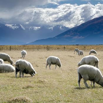 Amazon.com: New Zealand Organic Lanolin Nourishing Collagen Cream Amazon.com: New Zealand Organic Lanolin Nourishing Collagen Cream