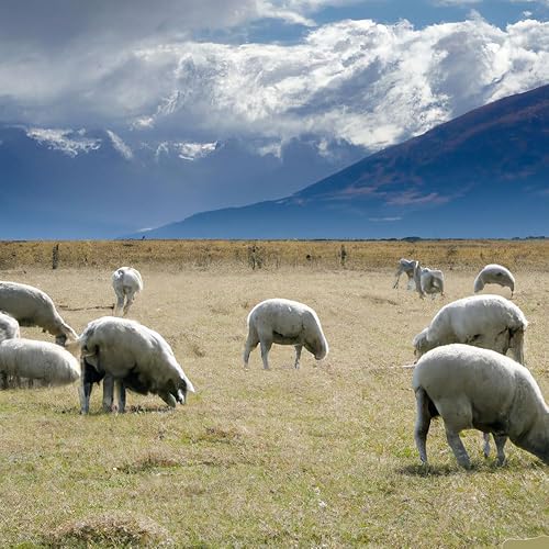 Miniatura 3 de Nueva Zelanda Organic Lanolina Nutritiva Crema de Colágeno.